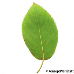 Blatt Unterseite (Serviceberry, Snowy Mespilus, June Berry)