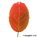 Blatt Herbst (Serviceberry, Snowy Mespilus, June Berry)