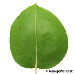 Blatt Unterseite (Common Pear, Wild Pear)