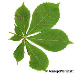 Blatt Unterseite (Horse Chestnut)