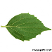 Blatt Unterseite (Sweet Mock Orange, English Dogwood)