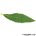 Blatt Unterseite (Japanese Spiraea, Japanese Medowsweet)