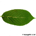 Blatt Unterseite (Bird Cherry)