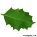 Blatt Unterseite (Common Holly, English Holly)