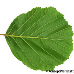 Blatt Unterseite (Common Alder)