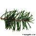 Blatt Oberseite (European Silver Fir)