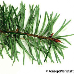 Blatt Unterseite (European Silver Fir)