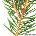 Blatt Oberseite (Christmas Tree, Norway Spruce)