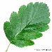 Blatt Oberseite (Swedish Whitebeam)