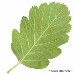 Blatt Unterseite (Swedish Whitebeam)