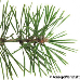 Blatt Oberseite (Scots Pine)