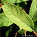 Blätter (Billiard Spirea)