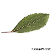 Blatt Unterseite (Blackthorn, Sloe)