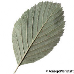 Blatt Unterseite (Common Whitebeam)