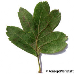 Blatt Oberseite (Common Hawthorn, Quickthorn)