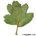 Blatt Unterseite (Common Hawthorn, Quickthorn)