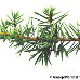 Blatt Oberseite (Common Juniper)