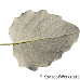 Blatt Unterseite (Abele, White Poplar)