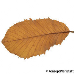 Blatt Herbst (Armenian Oak, Pontine Oak)
