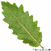 Blatt Unterseite (Turners Oak)