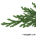 Blatt Oberseite (Lawson Cypress)