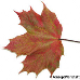 Blatt Herbst (Norway Maple)