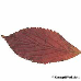 Blatt Herbst (Bodnant Viburnum)