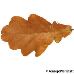 Blatt Herbst (Common Oak, English Oak, Pedunculate Oak)