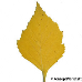 Blatt Herbst (Silver Birch)