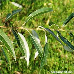 Blätter (Golden Weeping Willow)