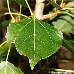 Blätter (Lombardy Poplar)