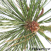 Blatt Oberseite (Ponderosa Pine)
