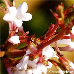 Blüten (Fragrant Viburnum)