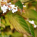 Blätter (Fragrant Viburnum)