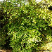 Erscheinungsbild (Burkwood Viburnum)