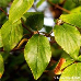 Blätter (Burkwood Viburnum)