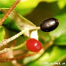 Früchte (Burkwood Viburnum)