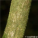 Rinde (Burkwood Viburnum)