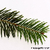 Blatt Oberseite (Nordmann Fir, Caucasian Fir)