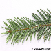 Blatt Unterseite (Nordmann Fir, Caucasian Fir)