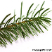 Blatt Oberseite (Greek Fir)