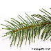 Blatt Unterseite (Greek Fir)