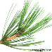 Blatt Oberseite (Bosnian Pine)