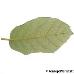 Blatt Unterseite (Holm Oak, Holly Oak, Evergreen Oak)