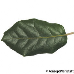 Blatt Oberseite (Holm Oak, Holly Oak, Evergreen Oak)