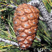 Früchte (Aleppo Pine)