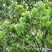 Blätter (Scots Pine)