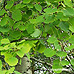 Blätter (Common Aspen)