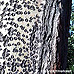 Rinde (Common Aspen)