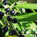 Früchte (Cherry Laurel)